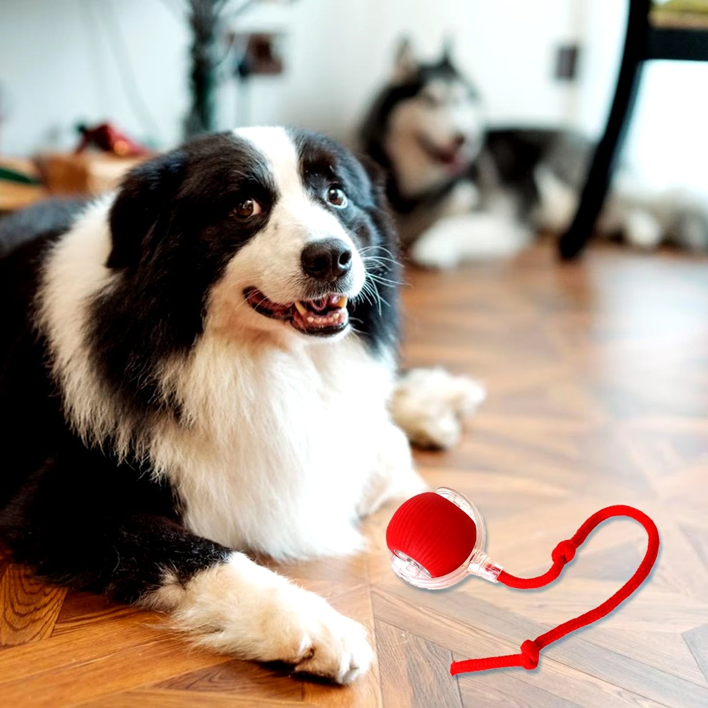 The Orbit Ball — Rechargeable Smart Rolling Toy for Cats & Dogs