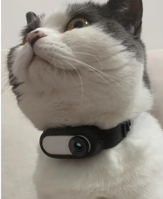 The Snoop Pup — Wireless Collar Cam for Curious Pets